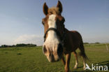 Paard (Equus spp)