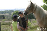 Paard (Equus spp)