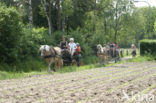 Paard (Equus spp)