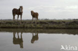 Paard (Equus spp)