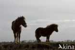 Paard (Equus spp)