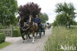 Paard (Equus spp)