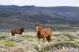 Paard (Equus spp)