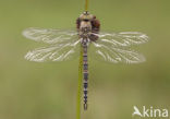 Migrant Hawker (Aeshna mixta)