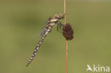 Migrant Hawker (Aeshna mixta)