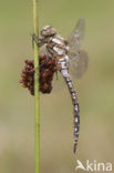 Migrant Hawker (Aeshna mixta)