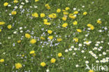 Paardenbloem (Taraxacum spec.)