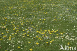 Paardenbloem (Taraxacum spec.)