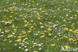 Dandelion (Taraxacum spec.)