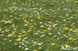 Paardenbloem (Taraxacum spec.)