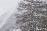 Parc National de La Vanoise