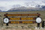 Perito Moreno National Park