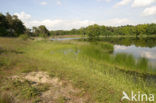 Pitrus (Juncus effusus)