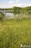 Soft Rush (Juncus effusus)