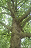 Plataan (Platanus hispanica)