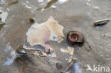 Ramshorn Snail (Planorbis corneus)