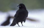 Common Raven (Corvus corax)