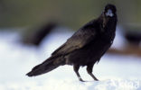 Raaf (Corvus corax) 