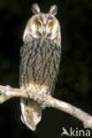 Long-eared Owl (Asio otus)