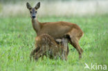 Roe Deer (Capreolus capreolus)