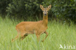 Roe Deer (Capreolus capreolus)