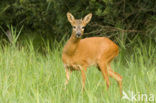 Roe Deer (Capreolus capreolus)