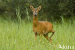 Roe Deer (Capreolus capreolus)