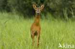 Roe Deer (Capreolus capreolus)