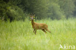 Roe Deer (Capreolus capreolus)