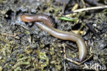 Earthworm (Dendrobaena veneta)