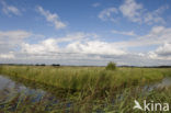 Riet (Phragmites australis)