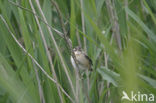 Sedge Warbler (Acrocephalus schoenobaenus)