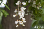 Robinia (Robinia pseudoacacia)