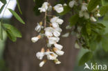 Locust Tree (Robinia pseudoacacia)
