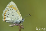 Rode vuurvlinder (Lycaena hippothoe) 