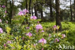 Rhododendron