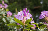 Rododendron (Rhododendron)