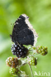 Camberwell Beauty (Nymphalis antiopa)