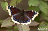 Camberwell Beauty (Nymphalis antiopa)