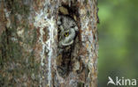 Boreal Owl (Aegolius funereus)