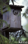 Boreal Owl (Aegolius funereus)