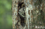 Boreal Owl (Aegolius funereus)