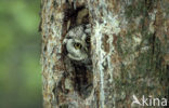 Boreal Owl (Aegolius funereus)