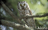 Boreal Owl (Aegolius funereus)