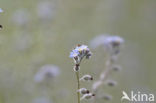 Ruw vergeet-mij-nietje (Myosotis ramosissima)