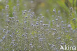 Ruw vergeet-mij-nietje (Myosotis ramosissima)