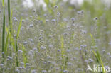 Ruw vergeet-mij-nietje (Myosotis ramosissima)