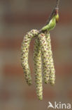 Ruwe berk (Betula pendula)