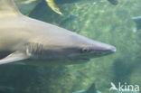 Tope shark (Galeorhinus galeus) 