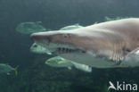 Tope shark (Galeorhinus galeus) 